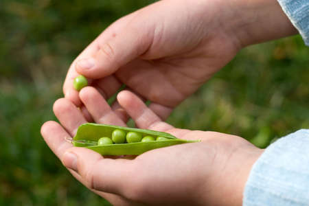 Childs hands hold one pea pod and cracking it in backyard in own gardenの写真素材