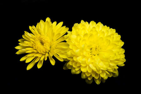Closeup of two vibrant golden Chrysanthemums on black backgroundの写真素材