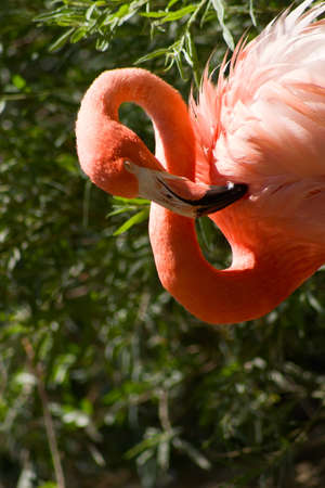 Bright colored elegant flamingo with her head on her backの写真素材