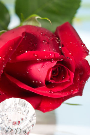  way to present a jewelry with beautiful rose on Valentine day.の写真素材