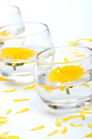 Spa set - aroma Chrysanthemums flowers bowls with petals around best suited for relaxing and health commercials. の写真素材