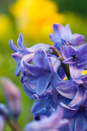 Closeup of beautiful blooming blue hyacinth in spring flower gardenの写真素材