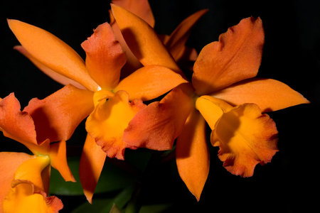 Gorgeous orange orchid flowers on black background (Cattleya sp) in flower gardenの写真素材