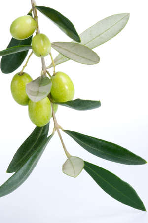 Closeup of green olives branch over white backgroundの写真素材
