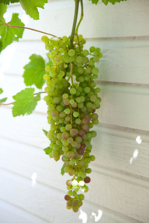 Close up of ripening green and blue grapes on vine.の写真素材