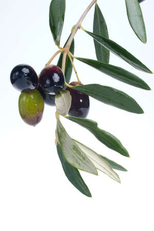 Closeup of black and green olives branch over white backgroundの写真素材