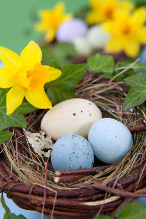 Closeup of nest with easter eggs and yellow daffodilsの写真素材
