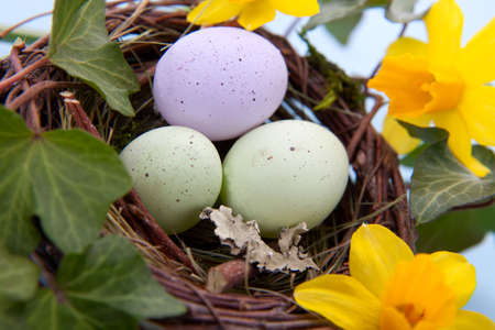 Closeup of nest with easter eggs and yellow daffodilsの写真素材