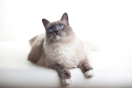 Curious blue colored eyes ragdoll cat over white backdropの写真素材
