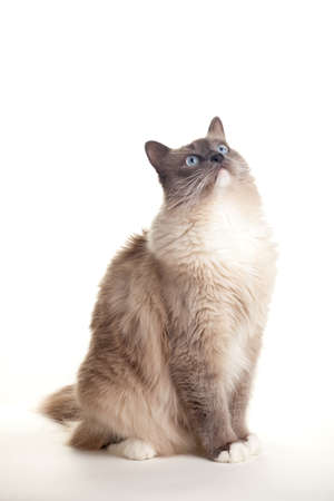 Curious blue colored eyes ragdoll cat over white backdropの写真素材