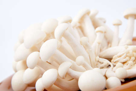Closeup of bunch fresh Enoki Mushroomsの写真素材