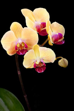 Gorgeous peach colored phalaenopsis orchid flower on black backgroundの写真素材