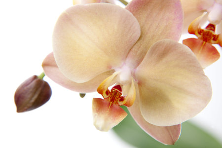 Gorgeous cream colored phalaenopsis orchid flower over white backgroundの写真素材
