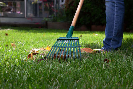 Woman is raking leaves on lawn in her back yardの写真素材