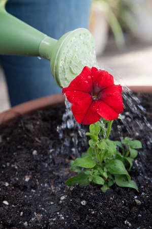 Woman watering a Petunia flower in a pot from green watering can in her gardenの写真素材