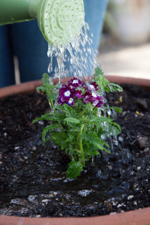 Woman watering a flowering Verbena in a pot from green watering can in her gardenの写真素材
