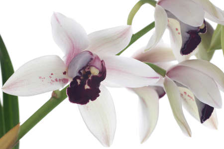 Gorgeous white pink Cymbidium orchid flower over white backgroundの写真素材