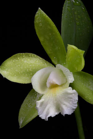 Gorgeous green and wgite orchid flowers over black background Cattleya spの写真素材