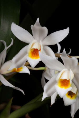 Gorgeous white Coelogyne mooreana orchid flower on blackの写真素材