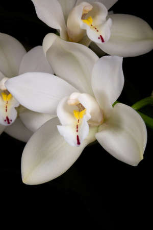 Beautiful white Cymbidium orchid flowers over black backgroundの写真素材