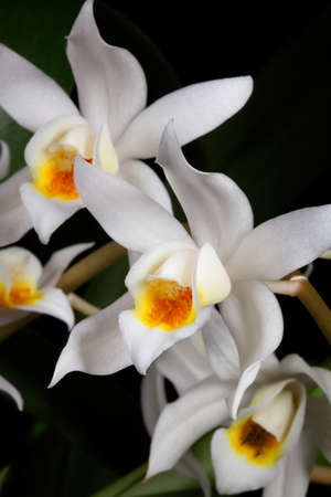 Gorgeous white Coelogyne mooreana orchid flower on blackの写真素材