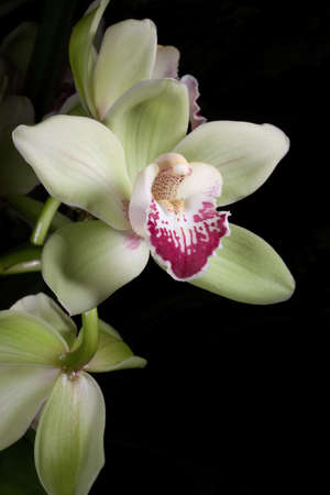 Gorgeous light yellow green orchid flowers over black background Cymbidium spの写真素材