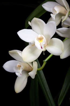 Beautiful white Cymbidium orchid flowers over black backgroundの写真素材