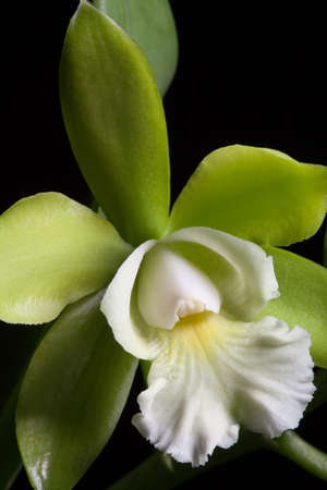 Gorgeous green and wgite orchid flowers over black background (Cattleya sp)の写真素材