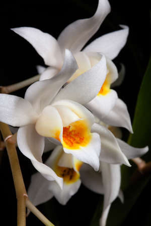 Gorgeous white Coelogyne mooreana orchid flower on blackの写真素材