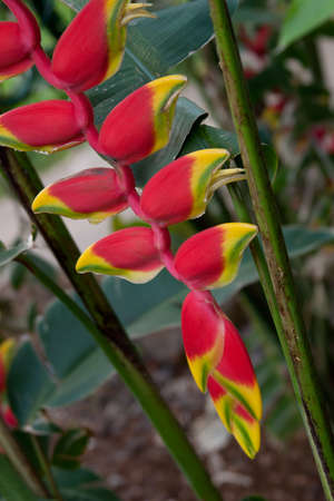 Branch of gorgeous yellow - red Heliconia flowers in tropical garden. Hanging lobster claw.の写真素材