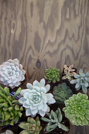Closeup of assorted succulent plants on wooden table ready for planting in garden. Copyspace.の写真素材