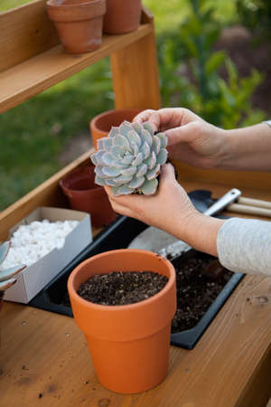 Planting succulent plant into a clay pot at garden bench in a backyard.の写真素材