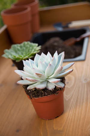 Closeup of assorted succulent plants and clay pots on garden bench ready for planting season.の写真素材