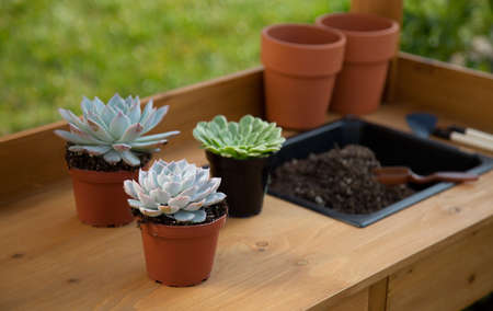 Closeup of assorted succulent plants and clay pots on garden bench ready for planting season.の写真素材