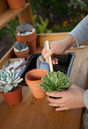 Decorating clay pots with succulent plants with marble gravel at garden bench in backyard.の写真素材