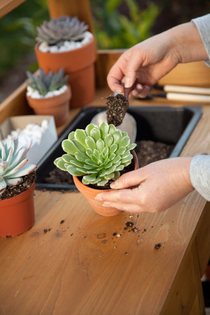 Planting succulent plant into a clay pot at garden bench in a backyard.