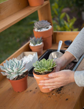 Decorating clay pots with succulent plants with marble gravel at garden bench in backyard.の写真素材