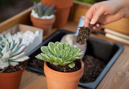 Planting succulent plant into a clay pot at garden bench in a backyard.の写真素材
