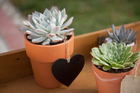 Closeup of assorted succulent plants and clay pots on garden bench ready for planting season.の写真素材