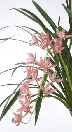 Gorgeous pink Cymbidium orchid flower over white backgroundの写真素材