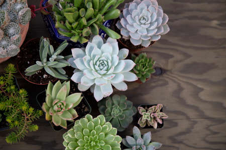 Closeup of assorted succulent plants on wooden table ready for planting in garden. Copyspace.の写真素材