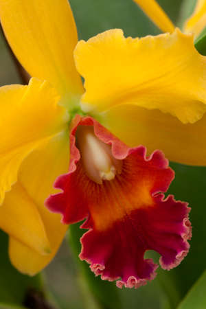 Gorgeous yellow and magenta orchid flowers in a garden (Cattleya sp)の写真素材