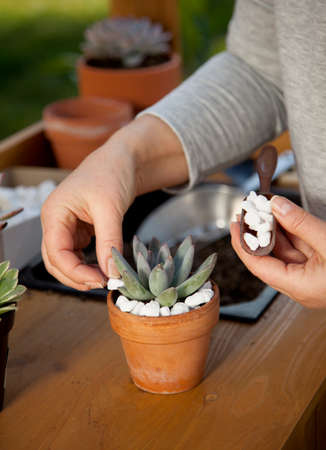 Decorating clay pots with succulent plants with marble gravel at garden bench in backyard.の写真素材
