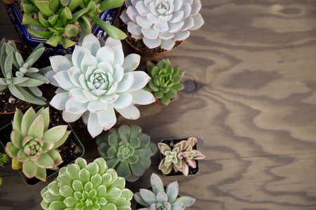 Closeup of assorted succulent plants on wooden table ready for planting in garden. Copyspace.の写真素材