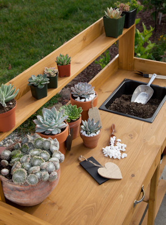 Closeup of assorted succulent plants and clay pots on garden bench ready for planting season.の写真素材