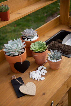 Closeup of assorted succulent plants and clay pots on garden bench ready for planting season.の写真素材