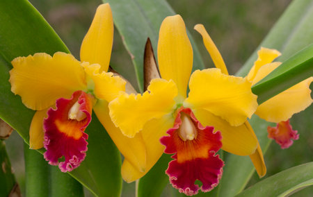 Gorgeous yellow and magenta orchid flowers in a garden (Cattleya sp)の写真素材