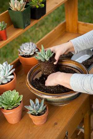 Planting succulent plant into a clay pot at garden bench in a backyard.の写真素材