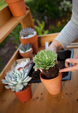 Planting succulent plant into a clay pot at garden bench in a backyard.の写真素材