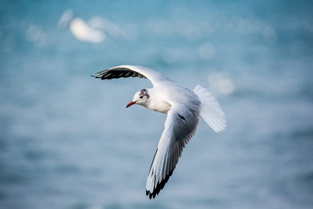 birds swans sea gulls  water swan  sky wild